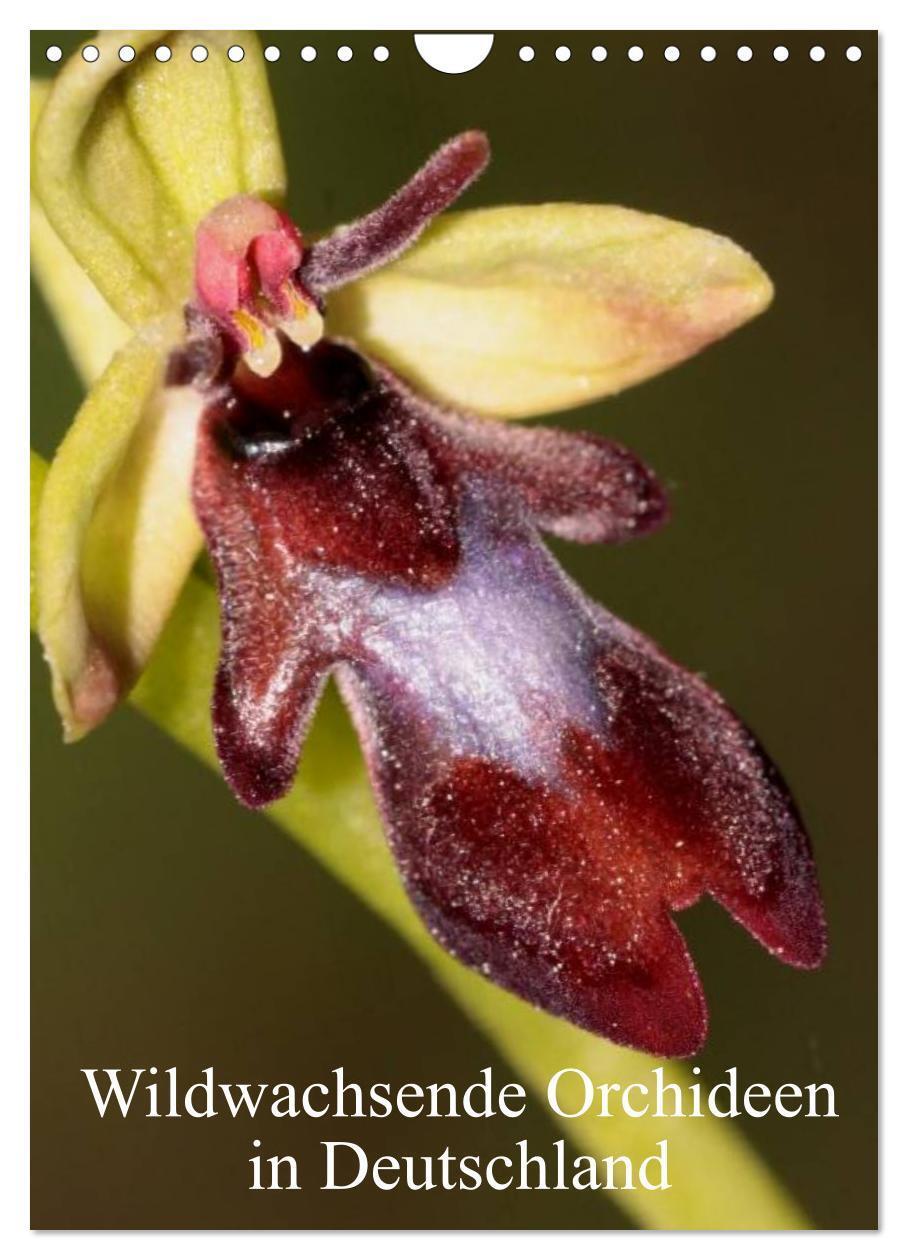 Cover: 9783383524196 | Wildwachsende Orchideen in Deutschland (Wandkalender 2024 DIN A4...