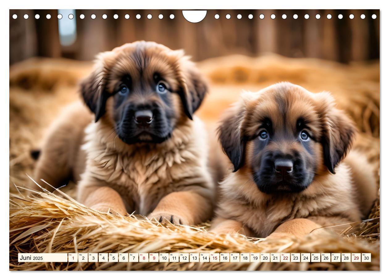 Bild: 9783457244487 | Leonberger - der zahme Löwe (Wandkalender 2025 DIN A4 quer),...