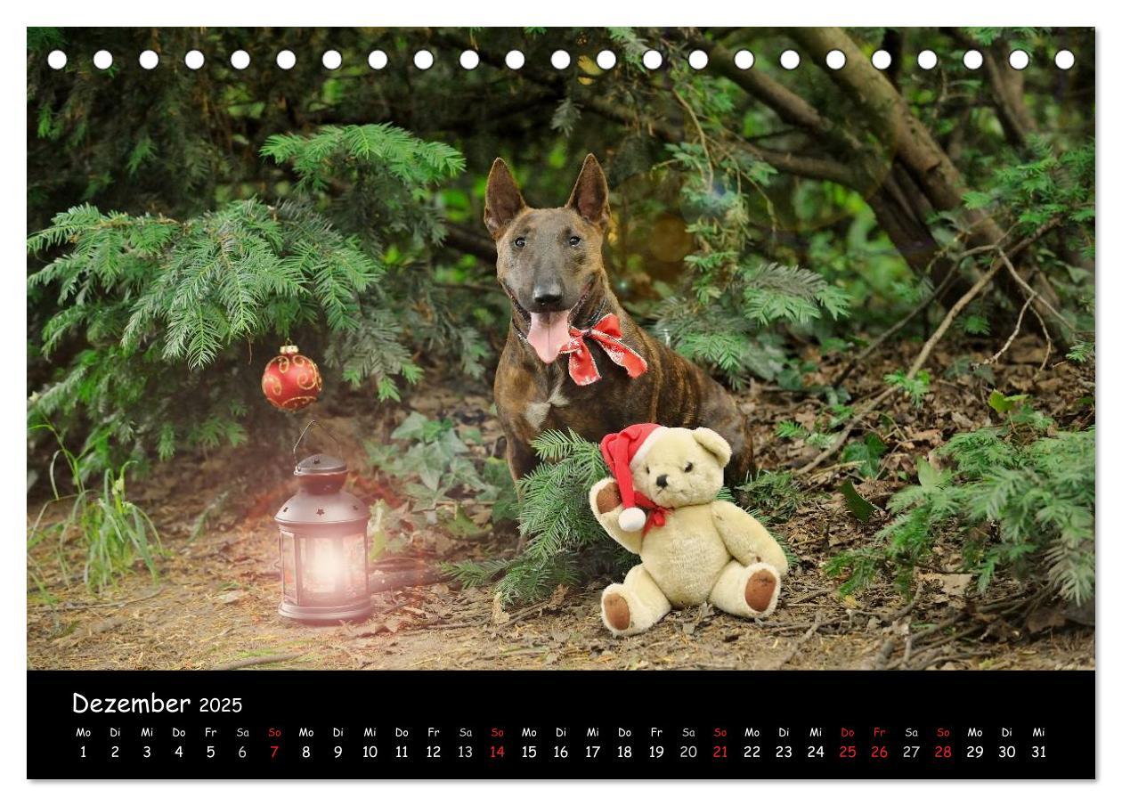 Bild: 9783435585946 | Bullterrier? Was sonst! (Tischkalender 2025 DIN A5 quer), CALVENDO...