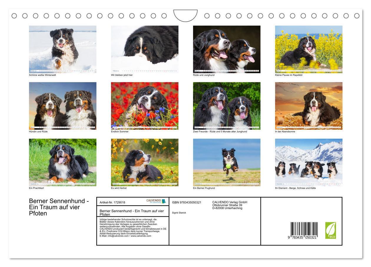 Bild: 9783435050321 | Berner Sennenhund - Ein Traum auf vier Pfoten (Wandkalender 2025...