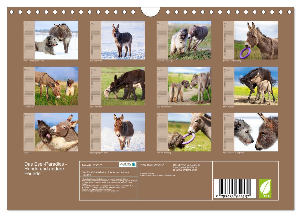 Bild: 9783435655137 | Das Esel-Paradies - Hunde und andere Feunde (Wandkalender 2025 DIN...