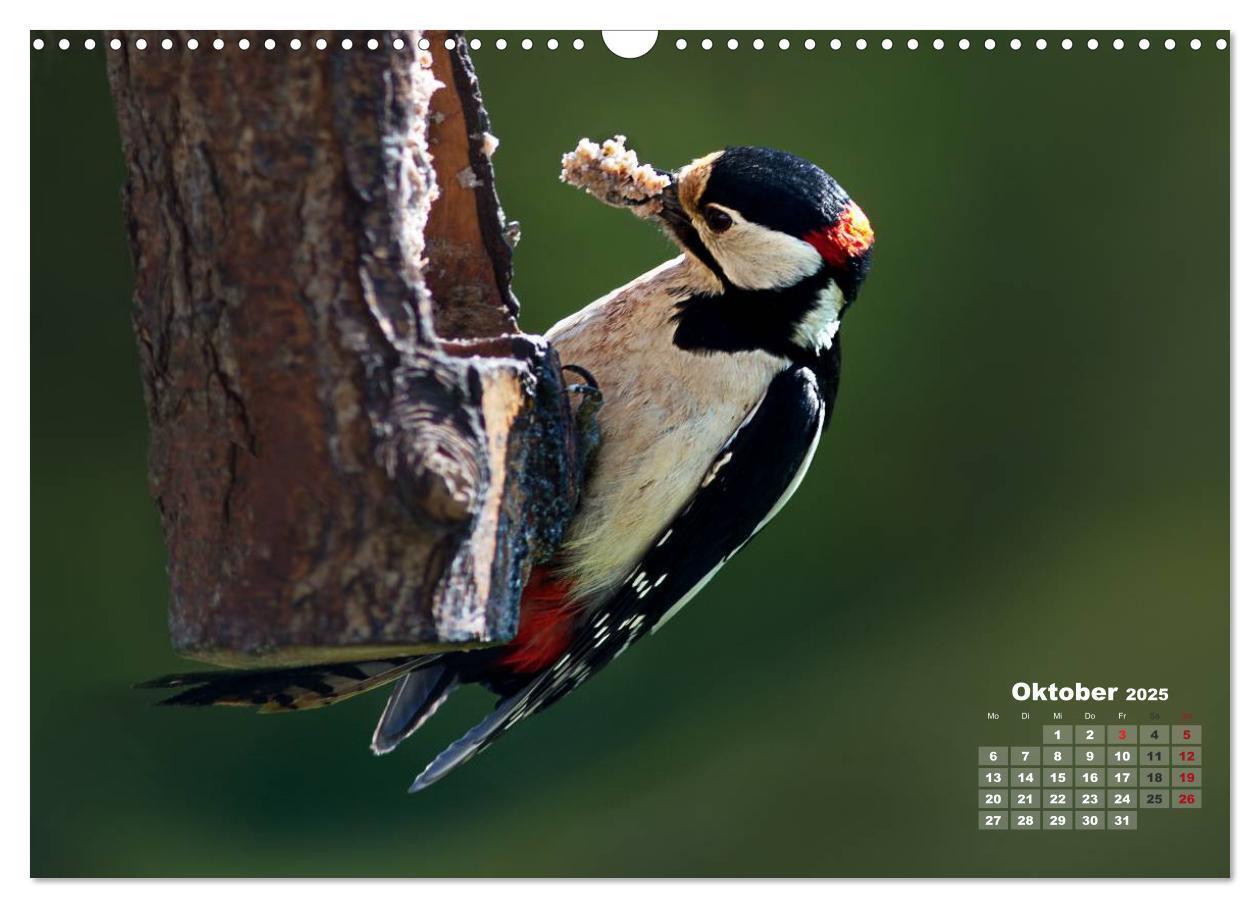 Bild: 9783435728817 | NATUR PUR - Singvögel ganz nah (Wandkalender 2025 DIN A3 quer),...