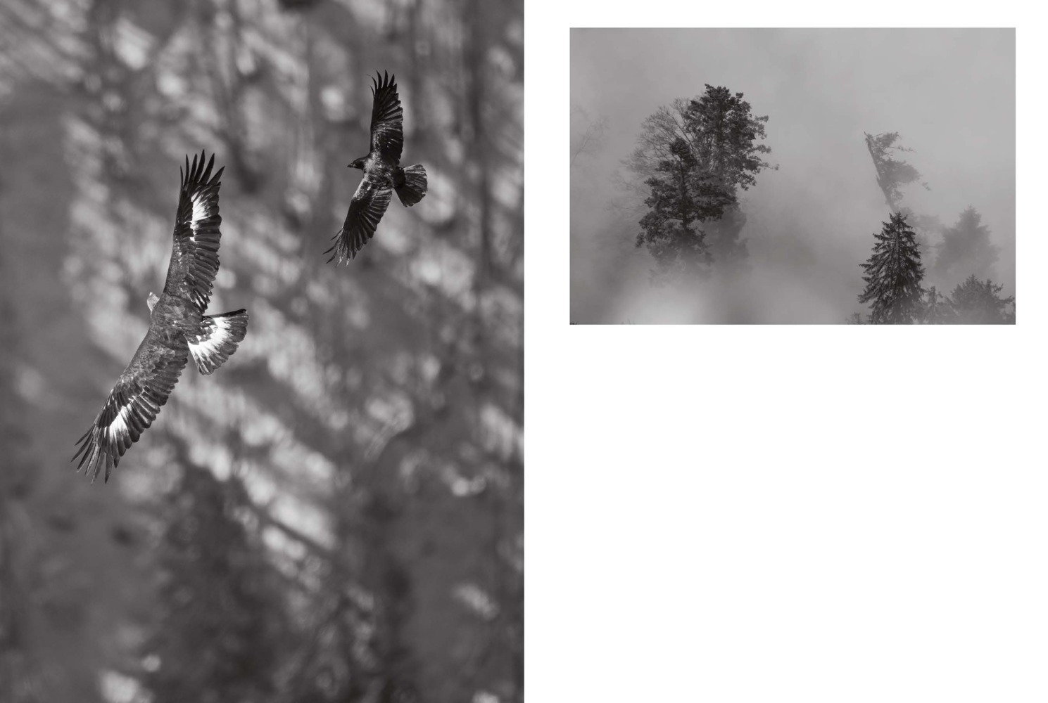 Bild: 9783716518663 | Golden Eagles: Legendary Birds of Prey | Heinz M. Gut | Buch | 224 S.