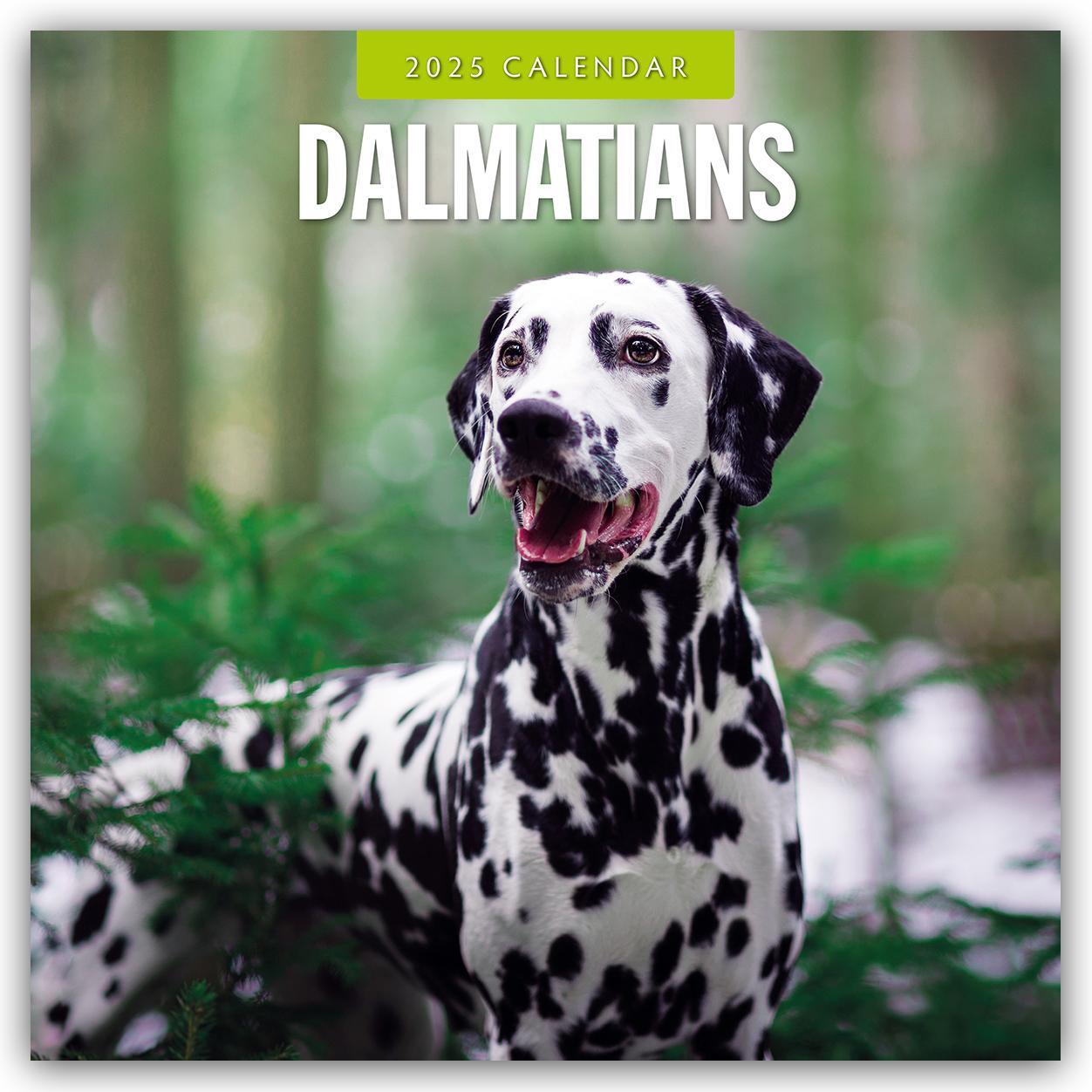 Cover: 9781804424551 | Dalmatians - Dalmatiner 2025 - 16-Monatskalender | Robin Red | 14 S.