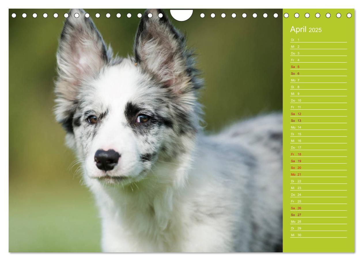 Bild: 9783435442522 | Border Collies - nicht nur schwarzweiß (Wandkalender 2025 DIN A4...