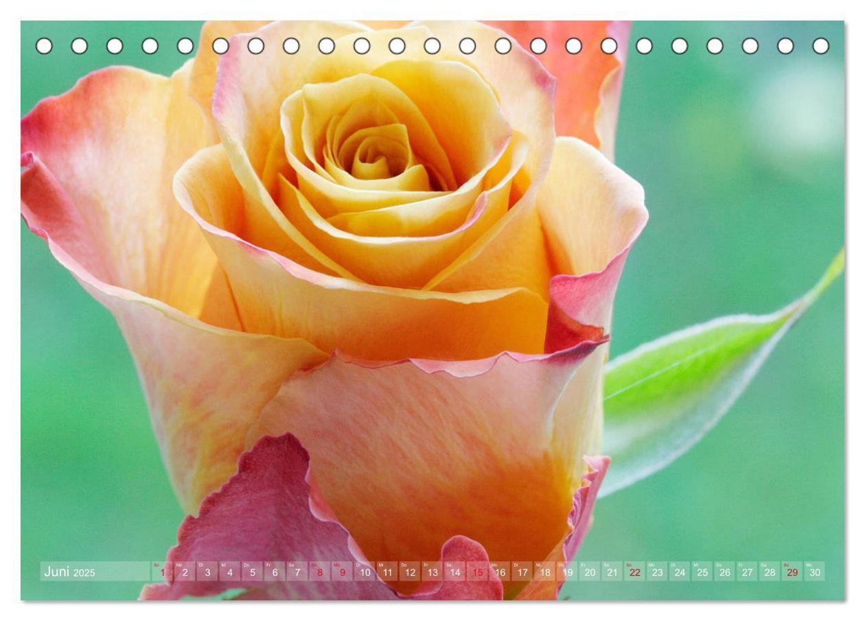 Bild: 9783435294534 | Stolze Rosen (Tischkalender 2025 DIN A5 quer), CALVENDO Monatskalender