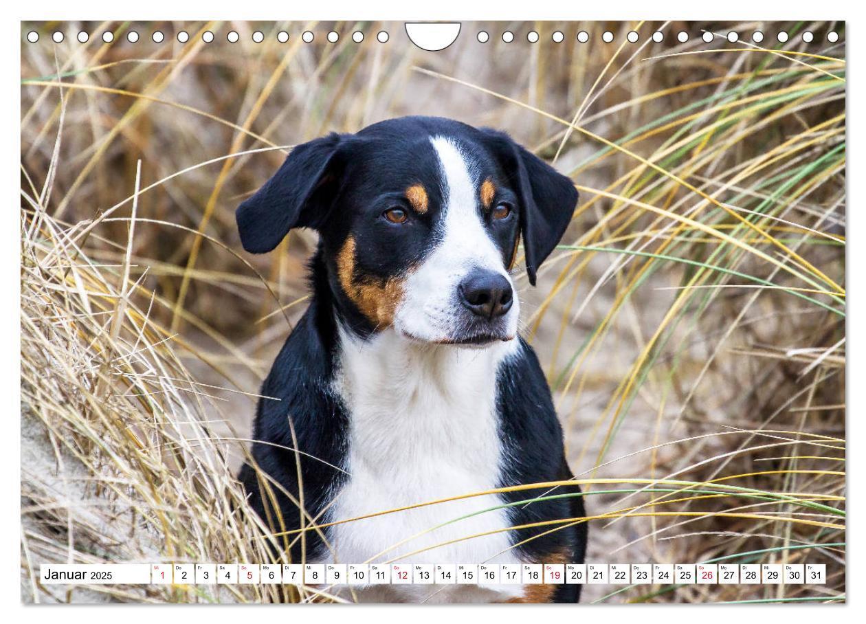 Bild: 9783435332915 | Appenzeller Sennenhunde (Wandkalender 2025 DIN A4 quer), CALVENDO...