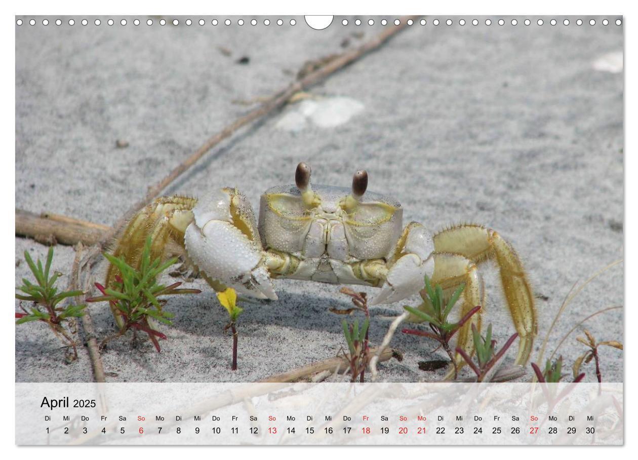 Bild: 9783435590285 | Krabben. Lustige Aliens (Wandkalender 2025 DIN A3 quer), CALVENDO...