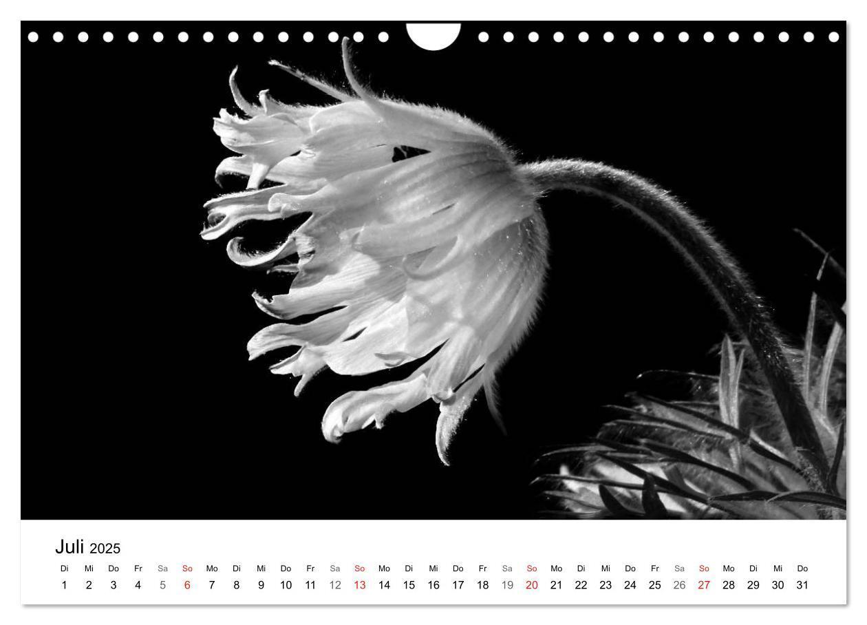 Bild: 9783435643356 | Blumen 2025, Schwarz-Weiß (Wandkalender 2025 DIN A4 quer), CALVENDO...