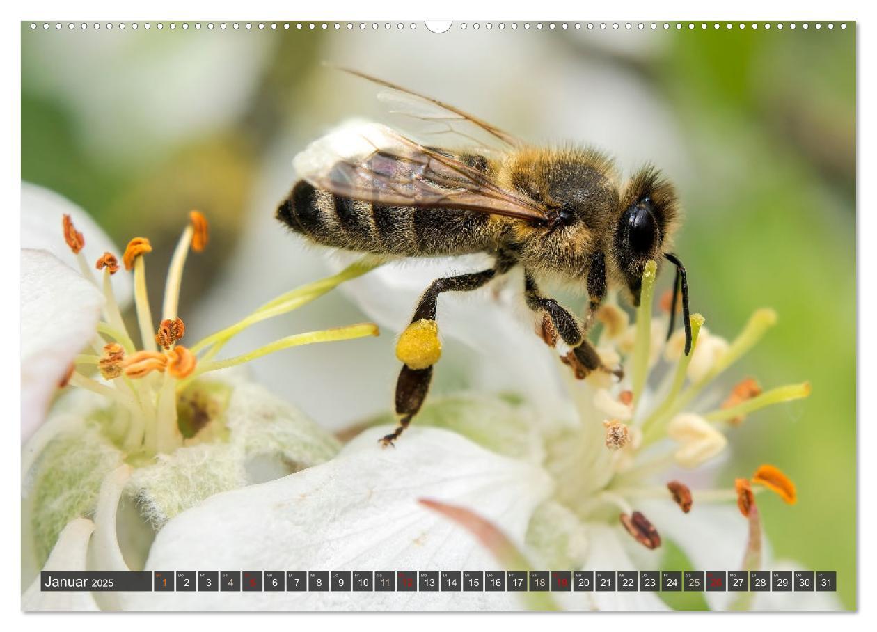 Bild: 9783383794384 | Sehe die Bienen (Wandkalender 2025 DIN A2 quer), CALVENDO...