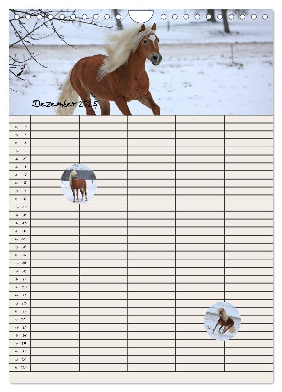 Bild: 9783457014851 | Haflinger Pferde - Stall- und Familienplaner 2025 (Wandkalender...