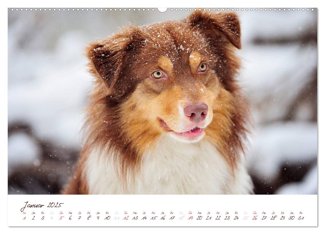 Bild: 9783435808779 | Wunderbare Australian Shepherds (Wandkalender 2025 DIN A2 quer),...