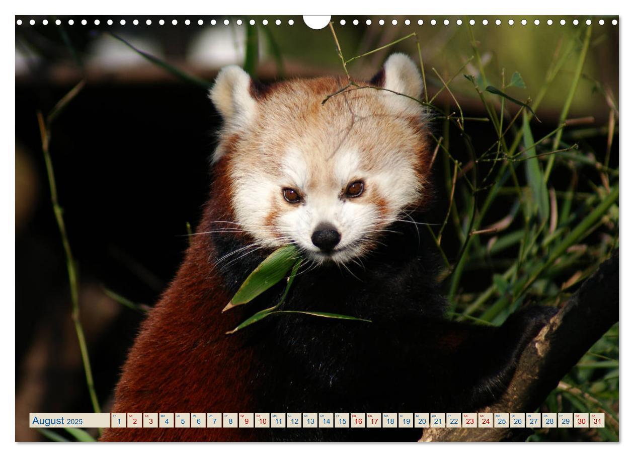 Bild: 9783435357192 | Kleiner Panda auf Entdeckungstour (Wandkalender 2025 DIN A3 quer),...