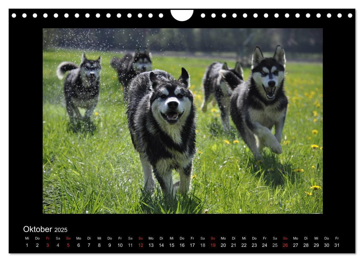 Bild: 9783435837649 | Husky-Kalender (Wandkalender 2025 DIN A4 quer), CALVENDO...