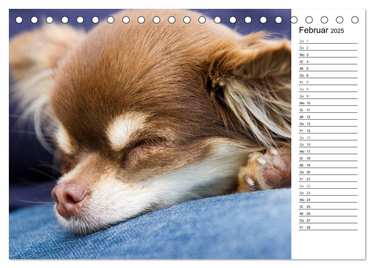 Bild: 9783435555789 | Chihuahuas - kleine Herzensbrecher (Tischkalender 2025 DIN A5...