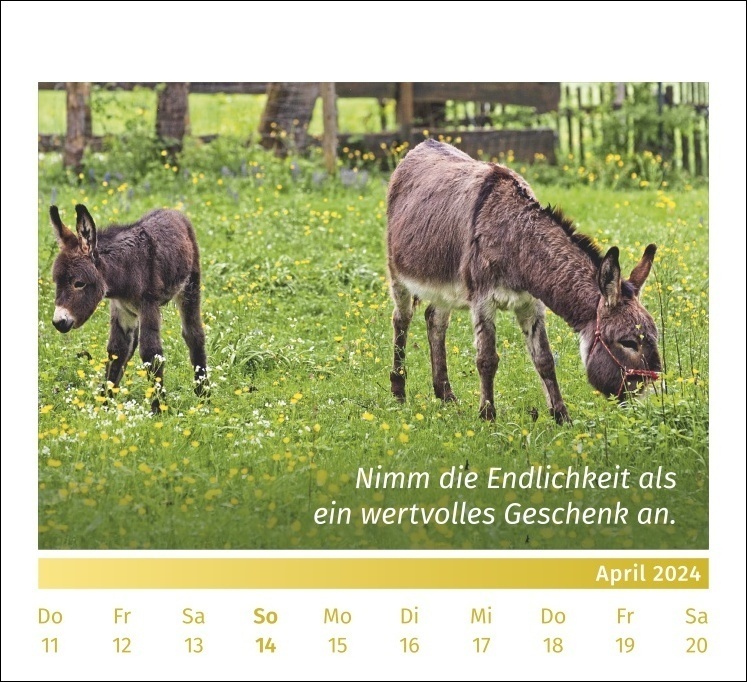 Bild: 9783840196010 | PAL-Lebensfreude-Tischkalender 2024: Inspirierender Kalender zum...