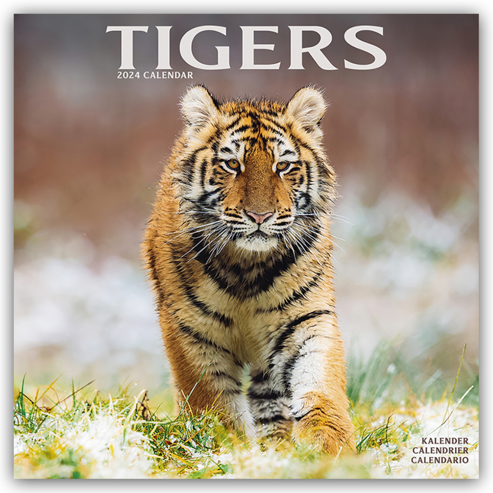 Cover: 9781804601594 | Tigers - Tiger 2024 - 16-Monatskalender | Avonside Publishing Ltd