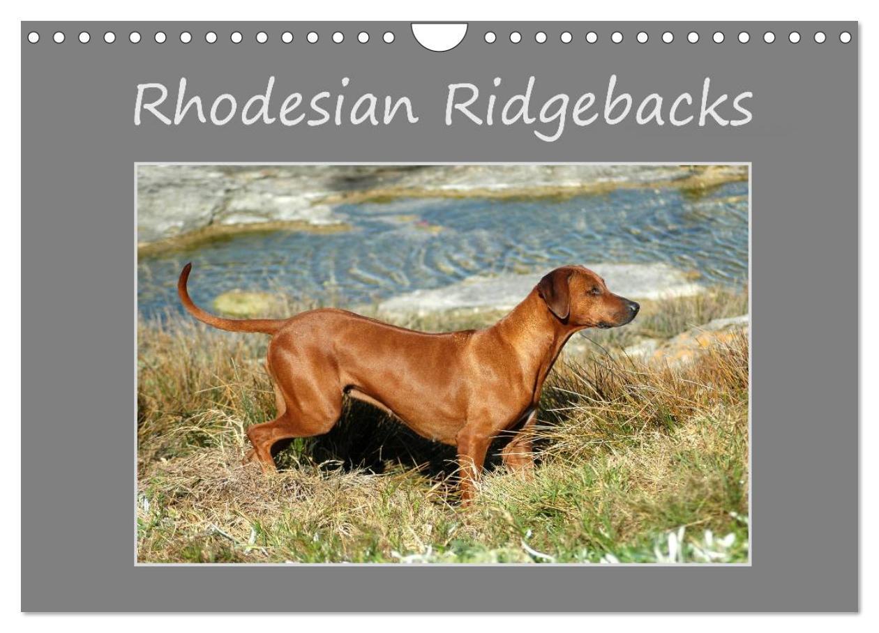 Cover: 9783383412851 | Rhodesian Ridgebacks (Wandkalender 2024 DIN A4 quer), CALVENDO...