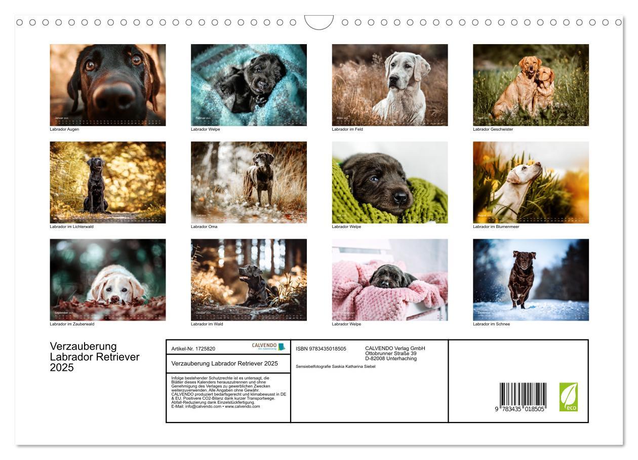 Bild: 9783435018505 | Verzauberung Labrador Retriever 2025 (Wandkalender 2025 DIN A3...