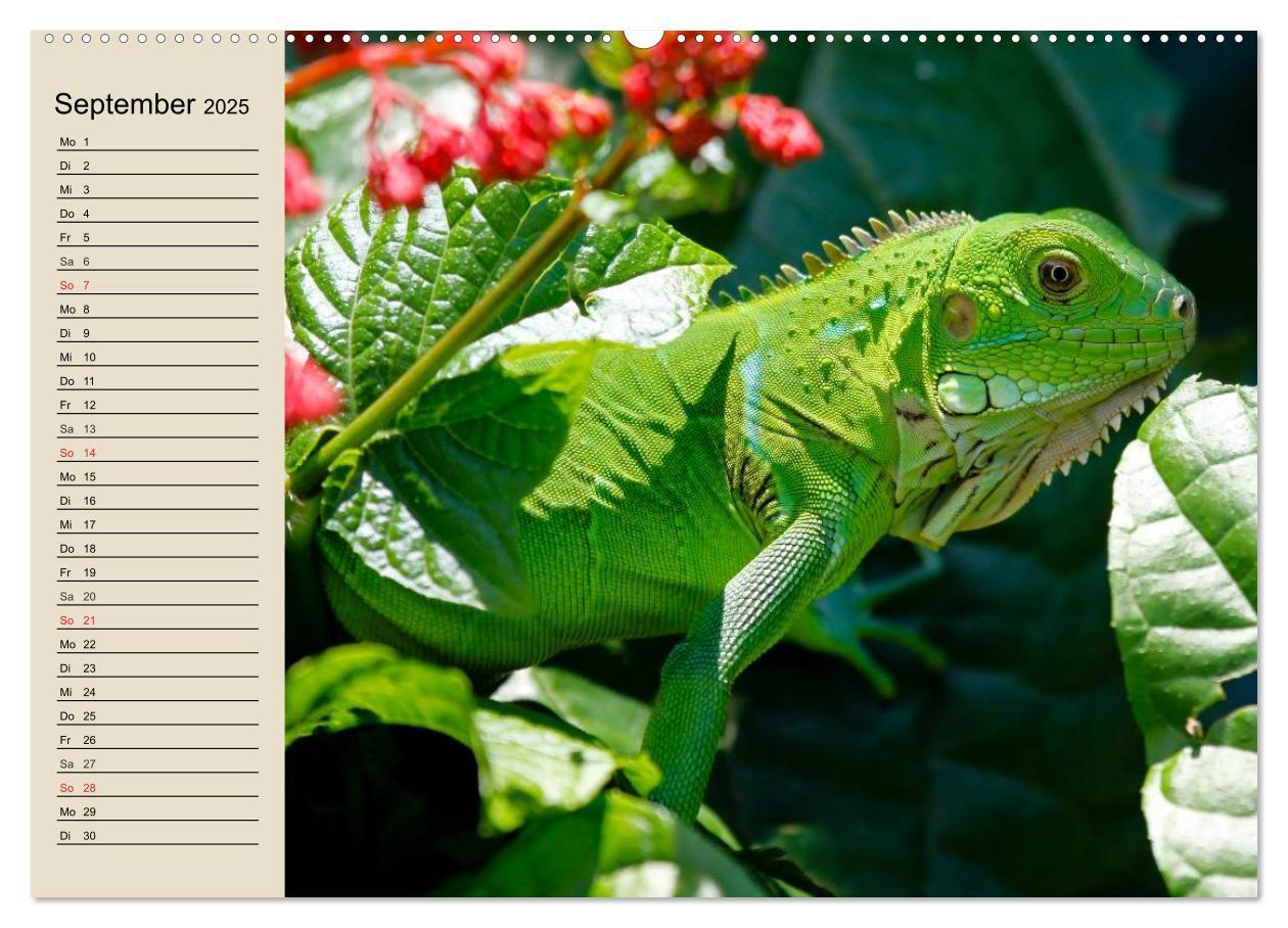 Bild: 9783435525652 | Regenwald. Tiere im Dschungel (Wandkalender 2025 DIN A2 quer),...