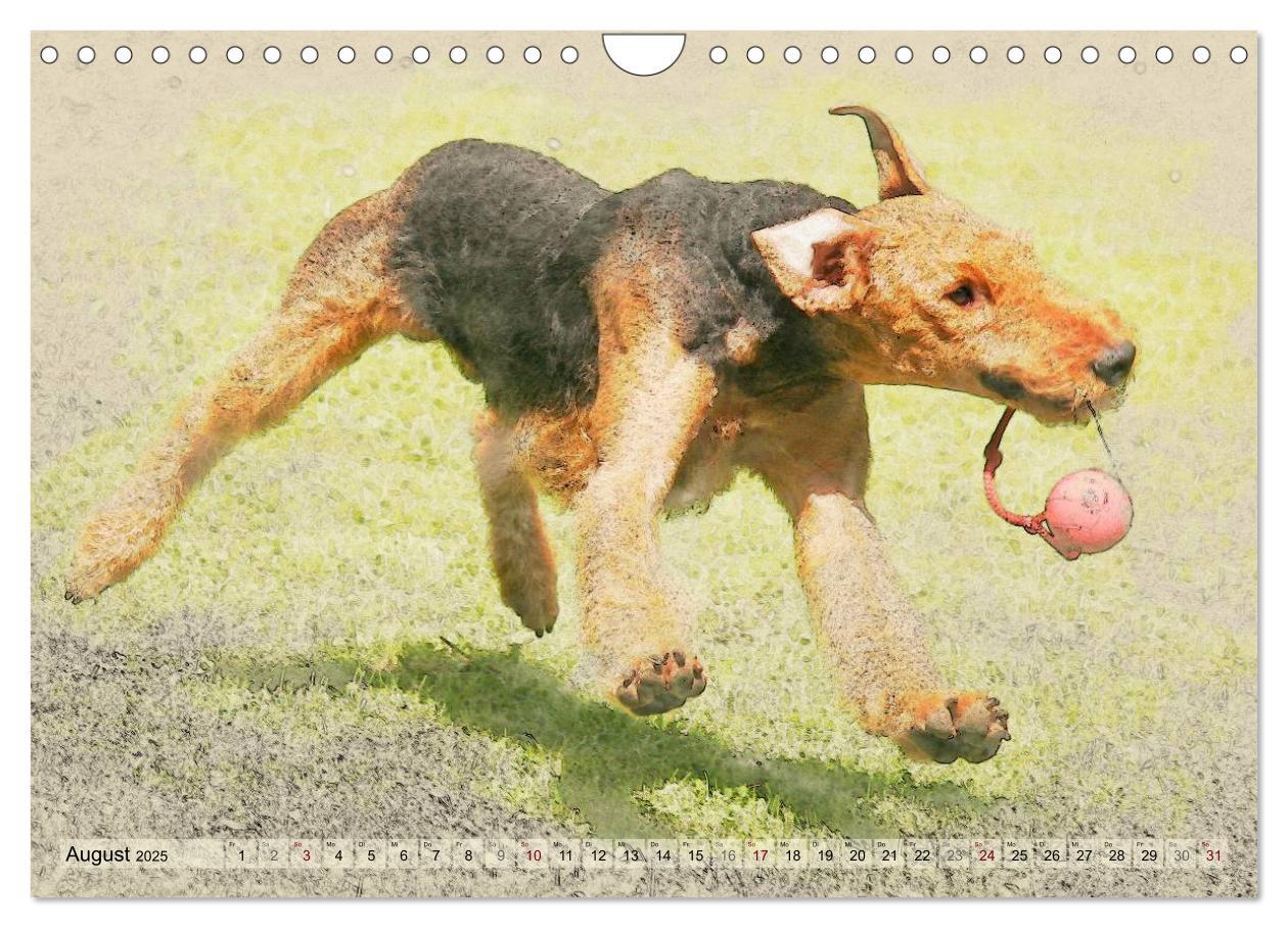 Bild: 9783435627639 | Airedale Terrier 2025 (Wandkalender 2025 DIN A4 quer), CALVENDO...