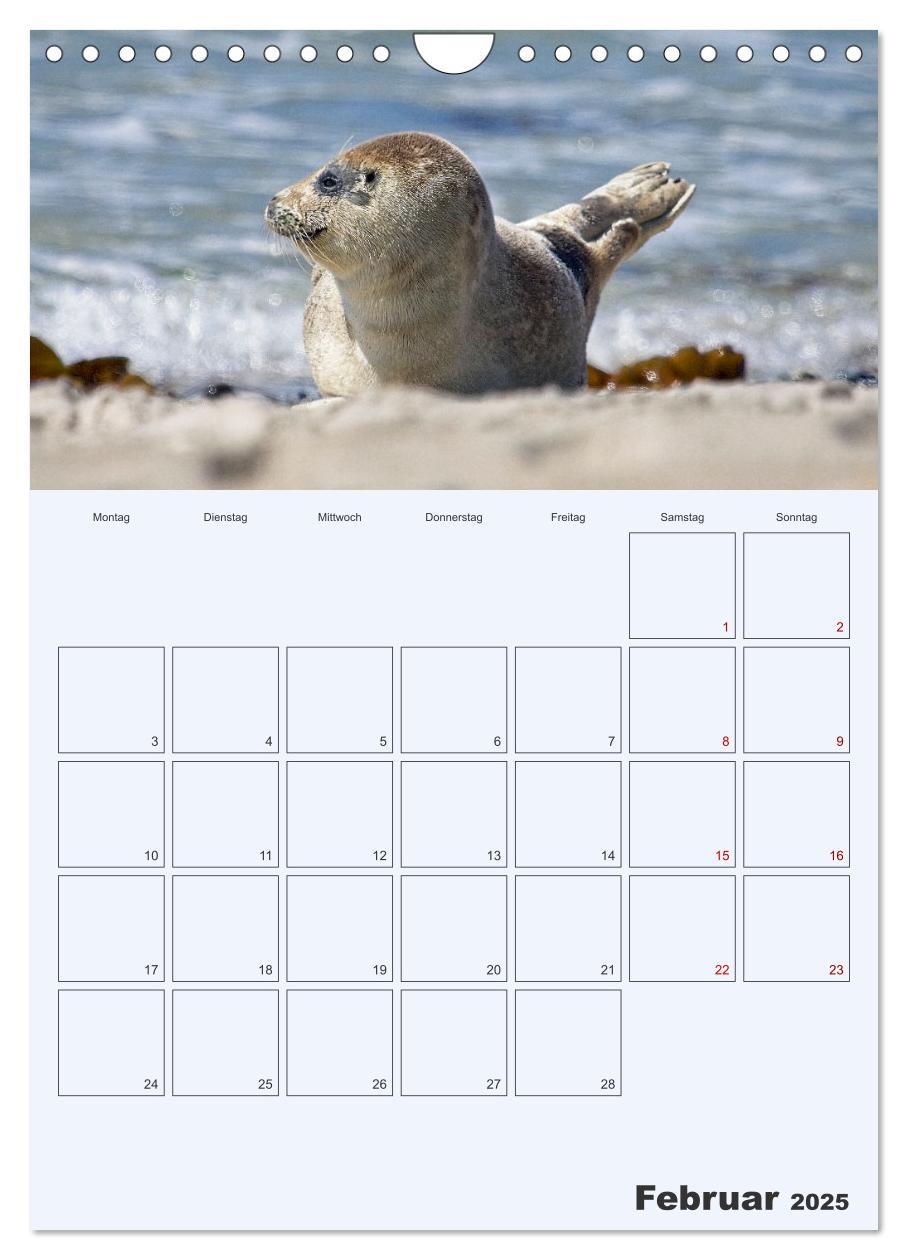 Bild: 9783435869565 | Wildes Leben auf Helgoland (Wandkalender 2025 DIN A4 hoch),...