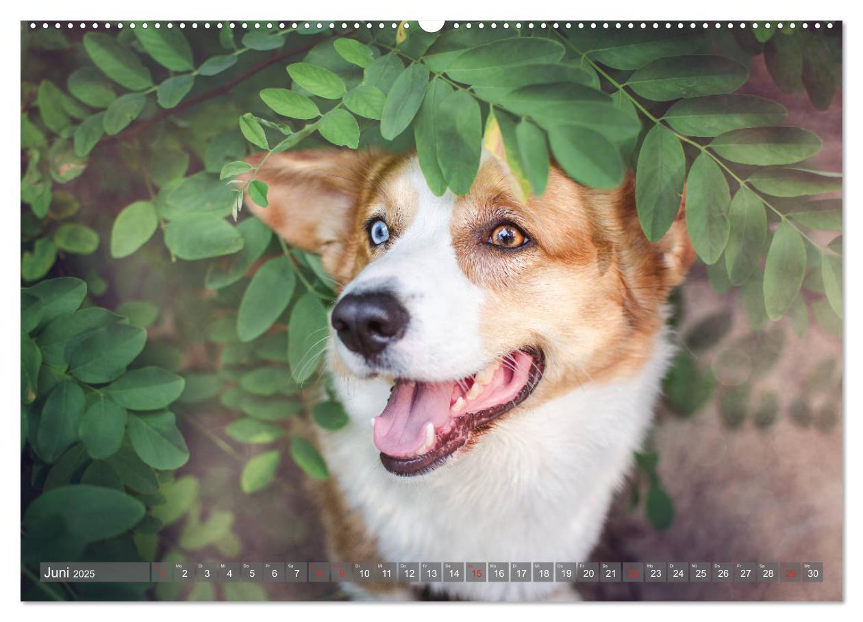 Bild: 9783435118281 | Welsh Corgi - Der Kobold unter den Hunden (Wandkalender 2025 DIN A2...