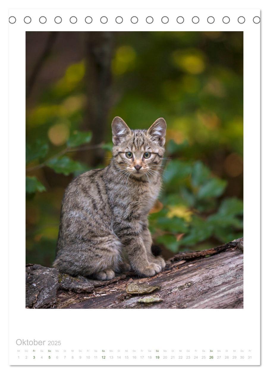 Bild: 9783435953240 | Wildkatzen - Kleine Samtpfoten des Waldes (Tischkalender 2025 DIN...