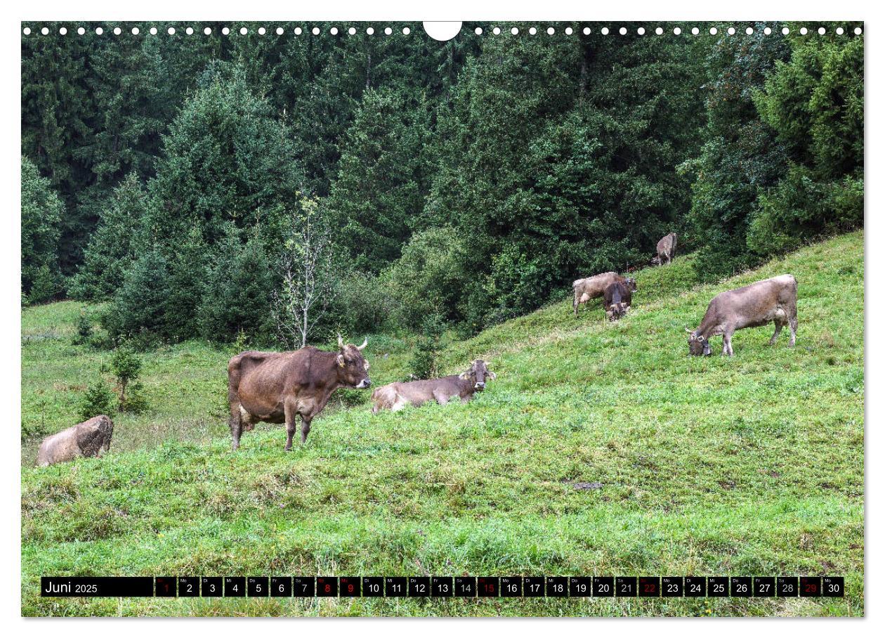 Bild: 9783435324231 | Allgäu - Natur pur (Wandkalender 2025 DIN A3 quer), CALVENDO...