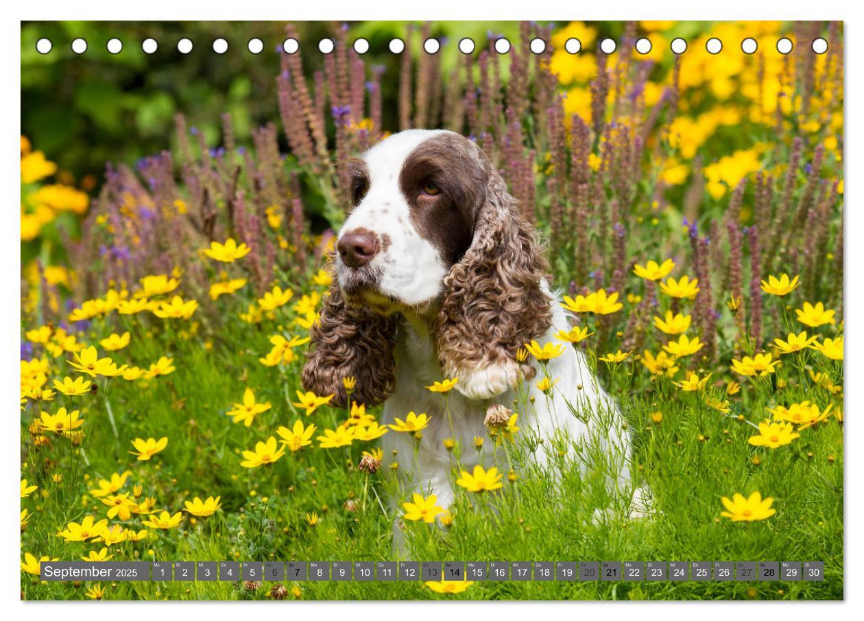 Bild: 9783435446605 | English Cocker Spaniels - Ein Spaziergang im Park (Tischkalender...