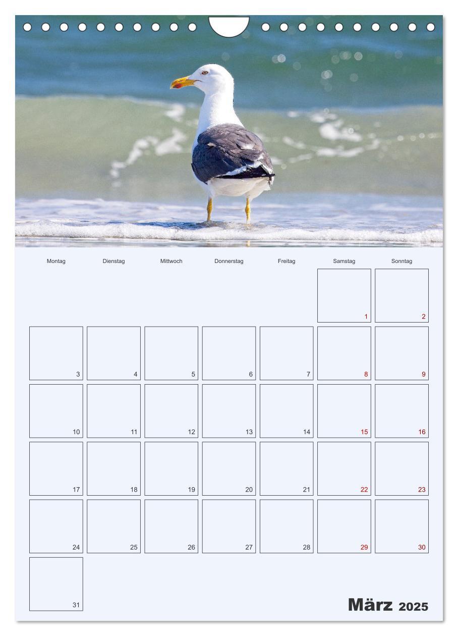 Bild: 9783435869565 | Wildes Leben auf Helgoland (Wandkalender 2025 DIN A4 hoch),...