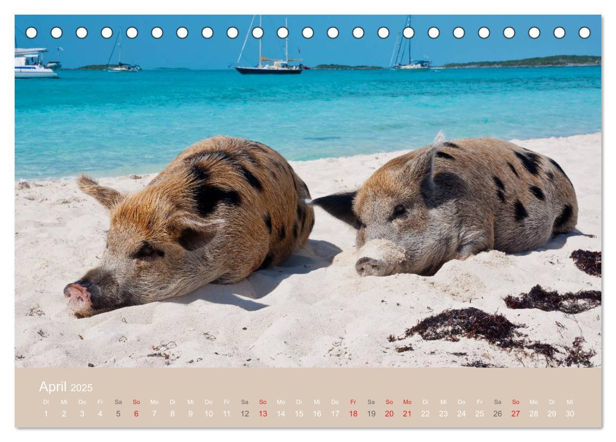 Bild: 9783435738816 | Schwimmende Schweine auf den Bahamas! (Tischkalender 2025 DIN A5...