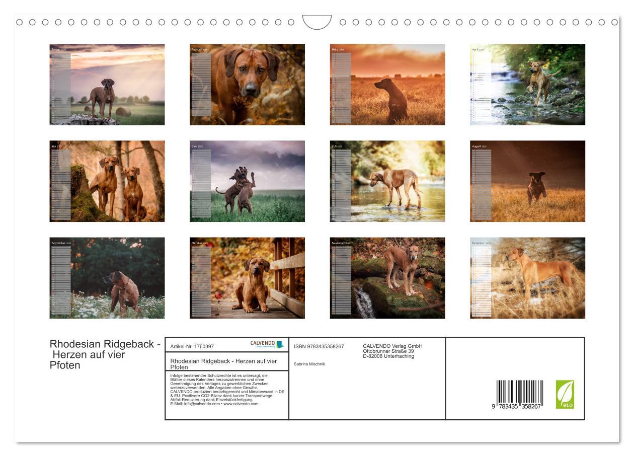 Bild: 9783435358267 | Rhodesian Ridgeback - Herzen auf vier Pfoten (Wandkalender 2025 DIN...