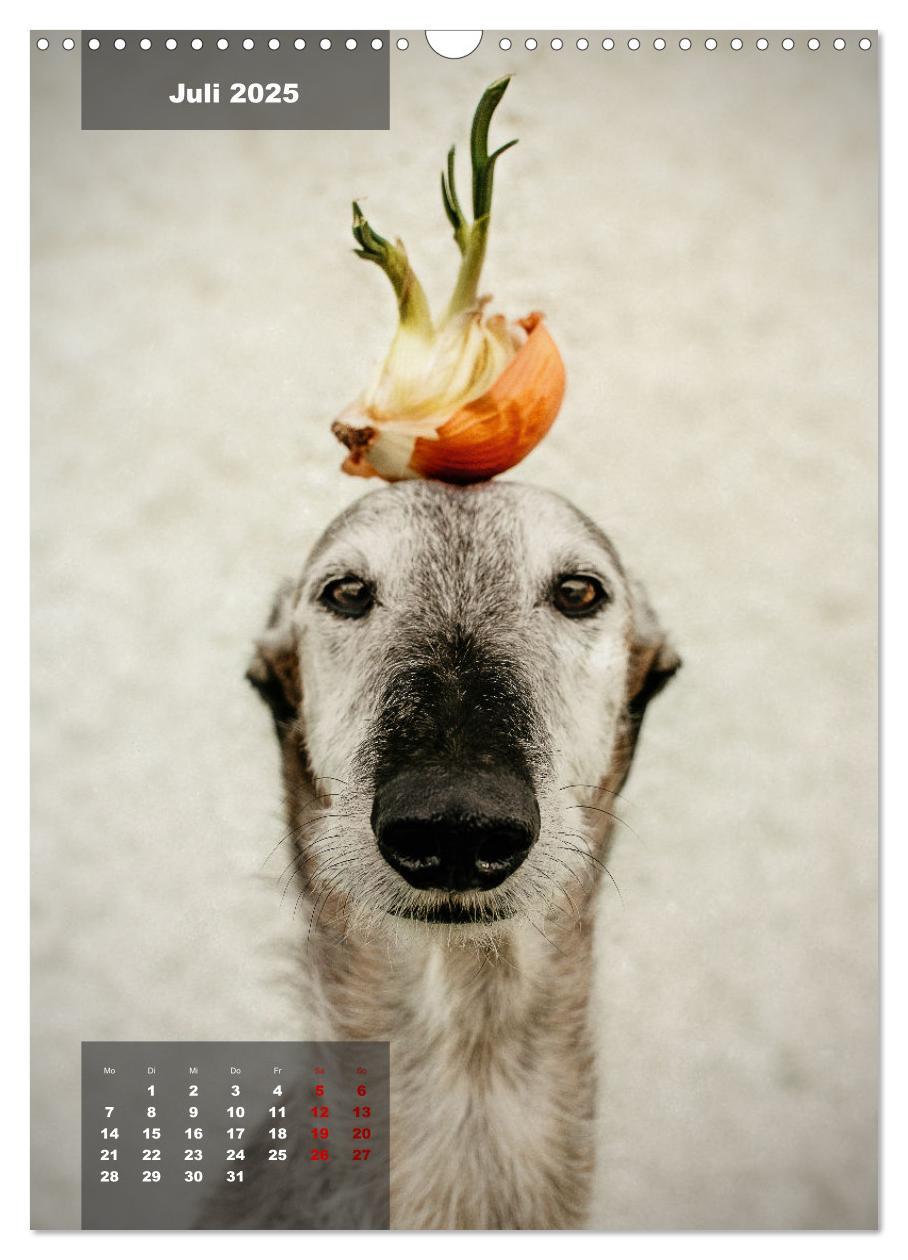 Bild: 9783435932870 | UNDERDOG - Windhundportraits (Wandkalender 2025 DIN A3 hoch),...