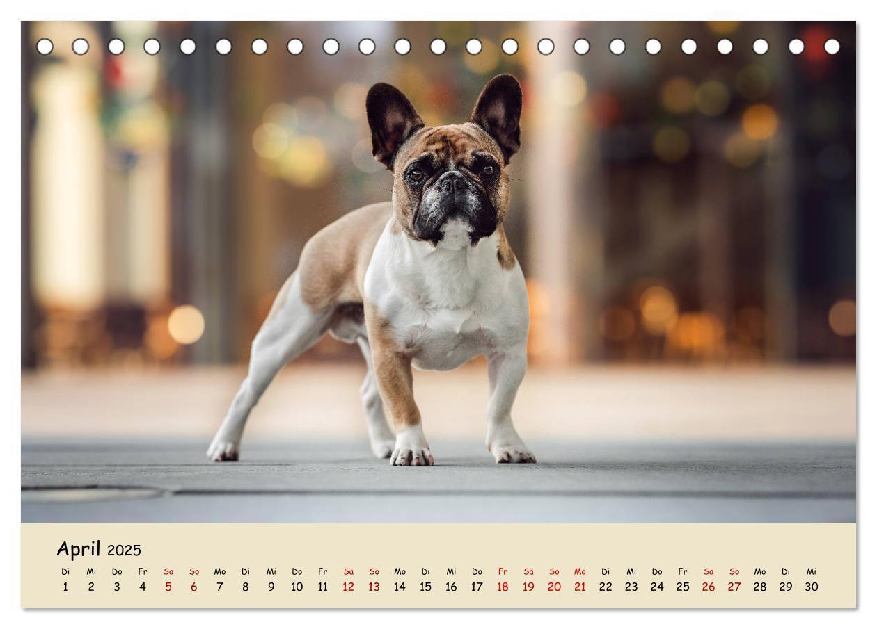 Bild: 9783435221387 | Französische Bulldogge - Clowns auf vier Pfoten (Tischkalender 2025...