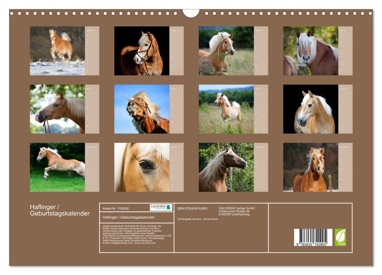 Bild: 9783435742905 | Haflinger / Geburtstagskalender (Wandkalender 2025 DIN A3 quer),...