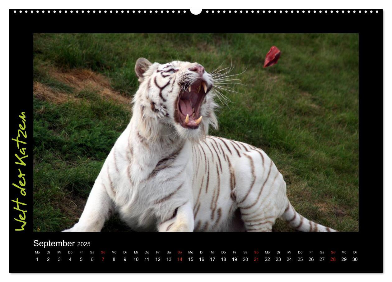 Bild: 9783435774920 | Welt der Katzen - Tiger (Wandkalender 2025 DIN A2 quer), CALVENDO...