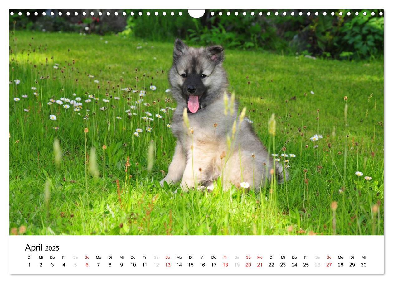 Bild: 9783435804962 | Der Wolfsspitz (Wandkalender 2025 DIN A3 quer), CALVENDO...