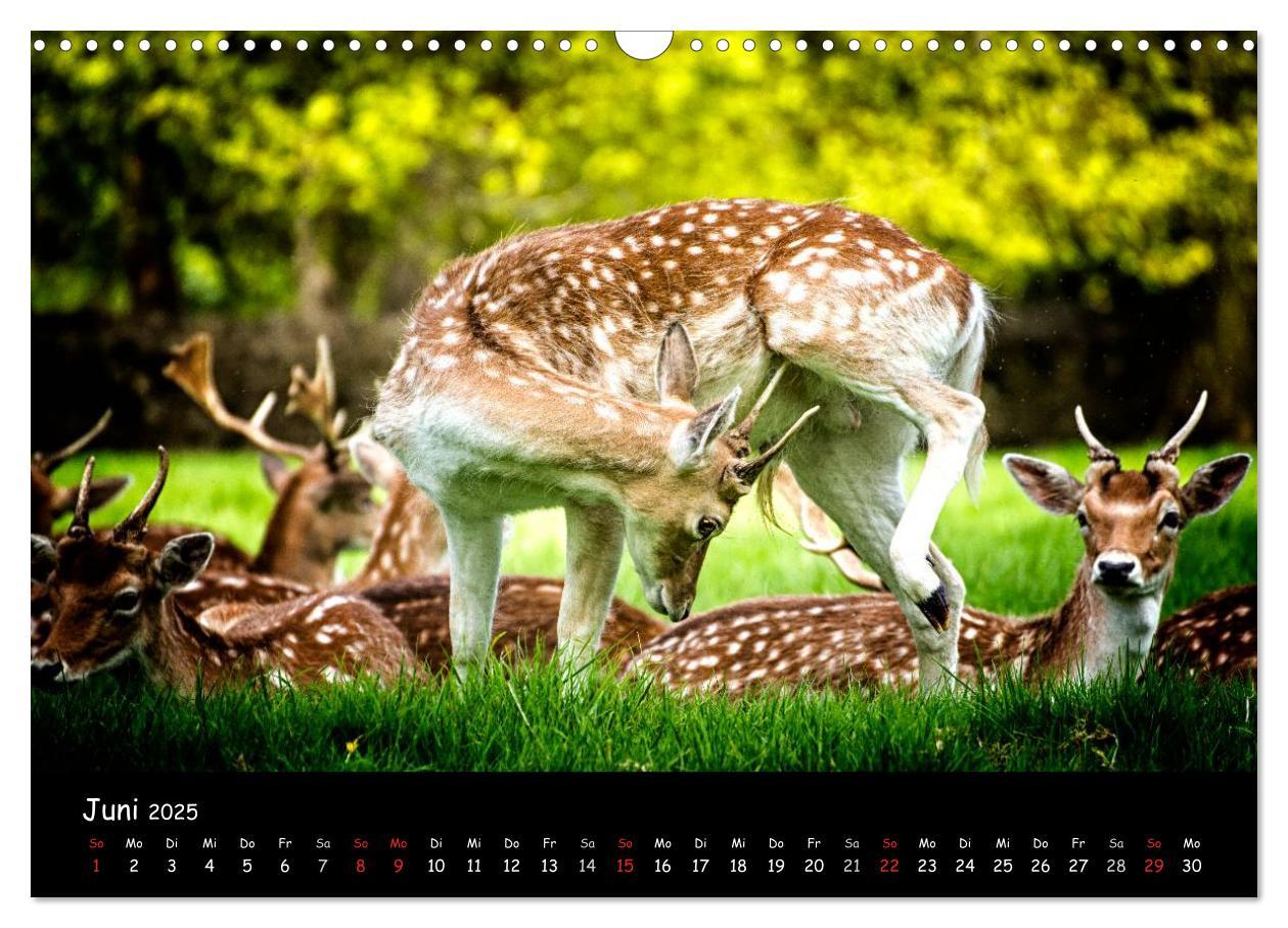 Bild: 9783435608928 | Rehe und Hirsche in freier Natur (Wandkalender 2025 DIN A3 quer),...