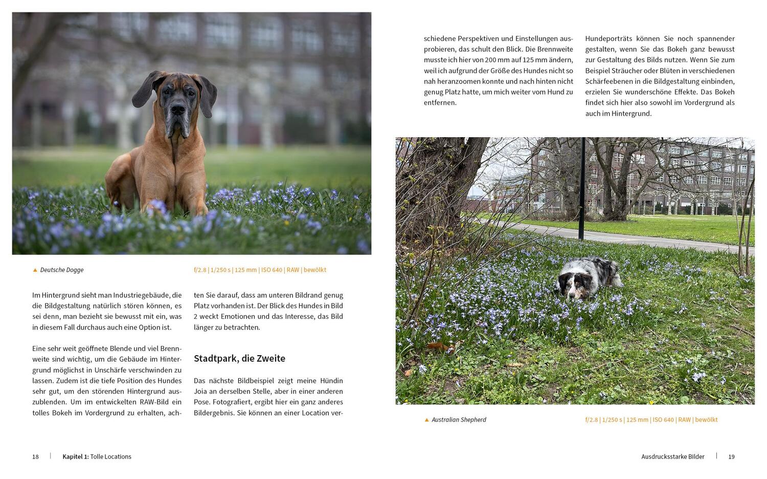 Bild: 9783832804909 | Hunde fotografieren - Kreative Bilder mit "Wau-Effekt" | Heuser Regine