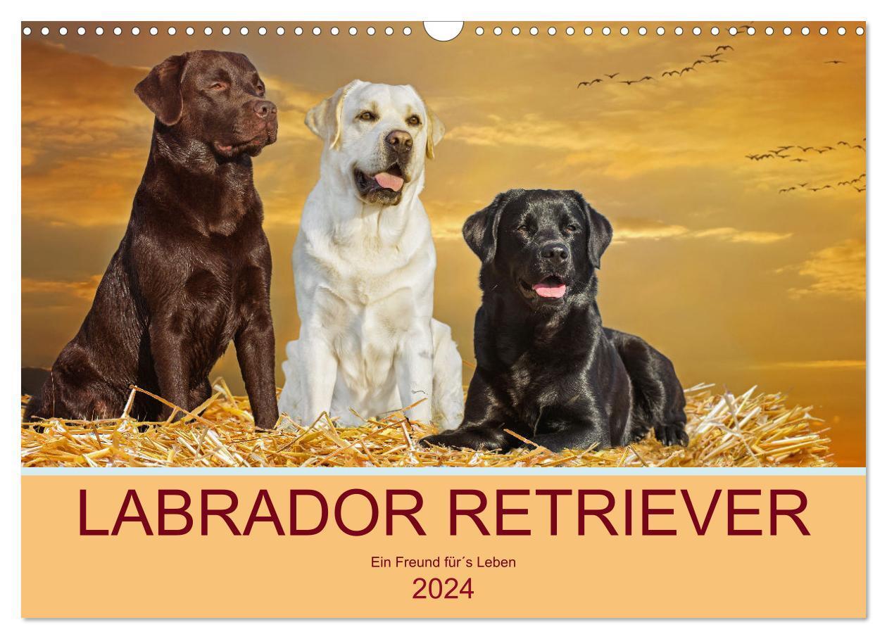 Cover: 9783675625648 | Labrador Retriever - Ein Freund für´s Leben (Wandkalender 2024 DIN...