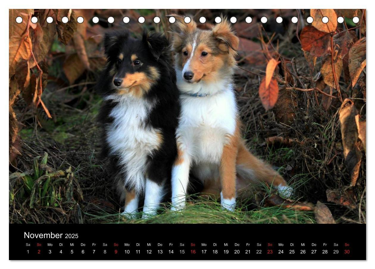 Bild: 9783435751624 | Shelties 2025 (Tischkalender 2025 DIN A5 quer), CALVENDO...