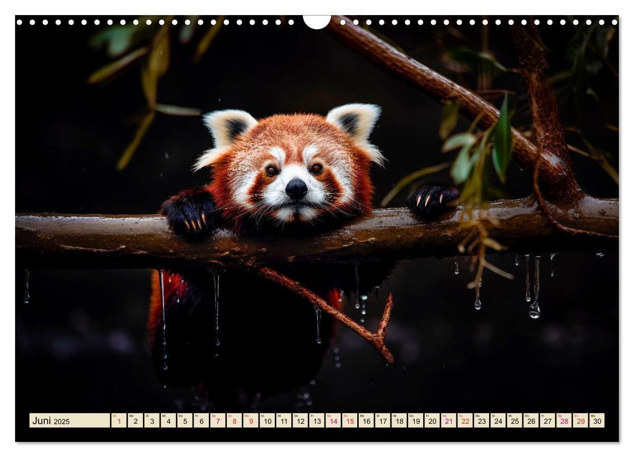 Bild: 9783383905131 | Roter Panda - gefährdeter Katzenbär (Wandkalender 2025 DIN A3...