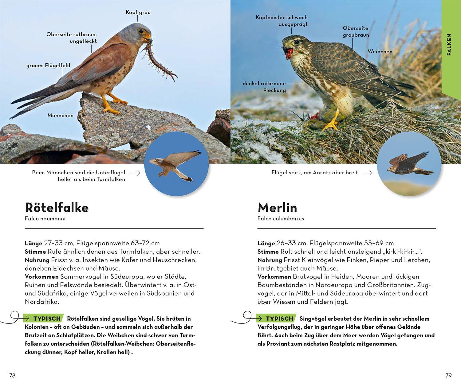 Bild: 9783440176894 | Basic Greifvögel und Eulen | 52 Arten einfach und sicher erkennen