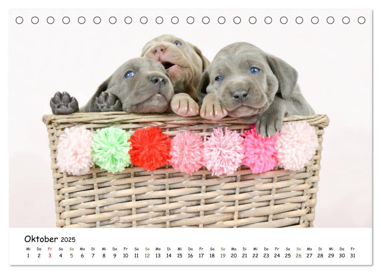 Bild: 9783435322923 | Baby Pfoten (Tischkalender 2025 DIN A5 quer), CALVENDO Monatskalender