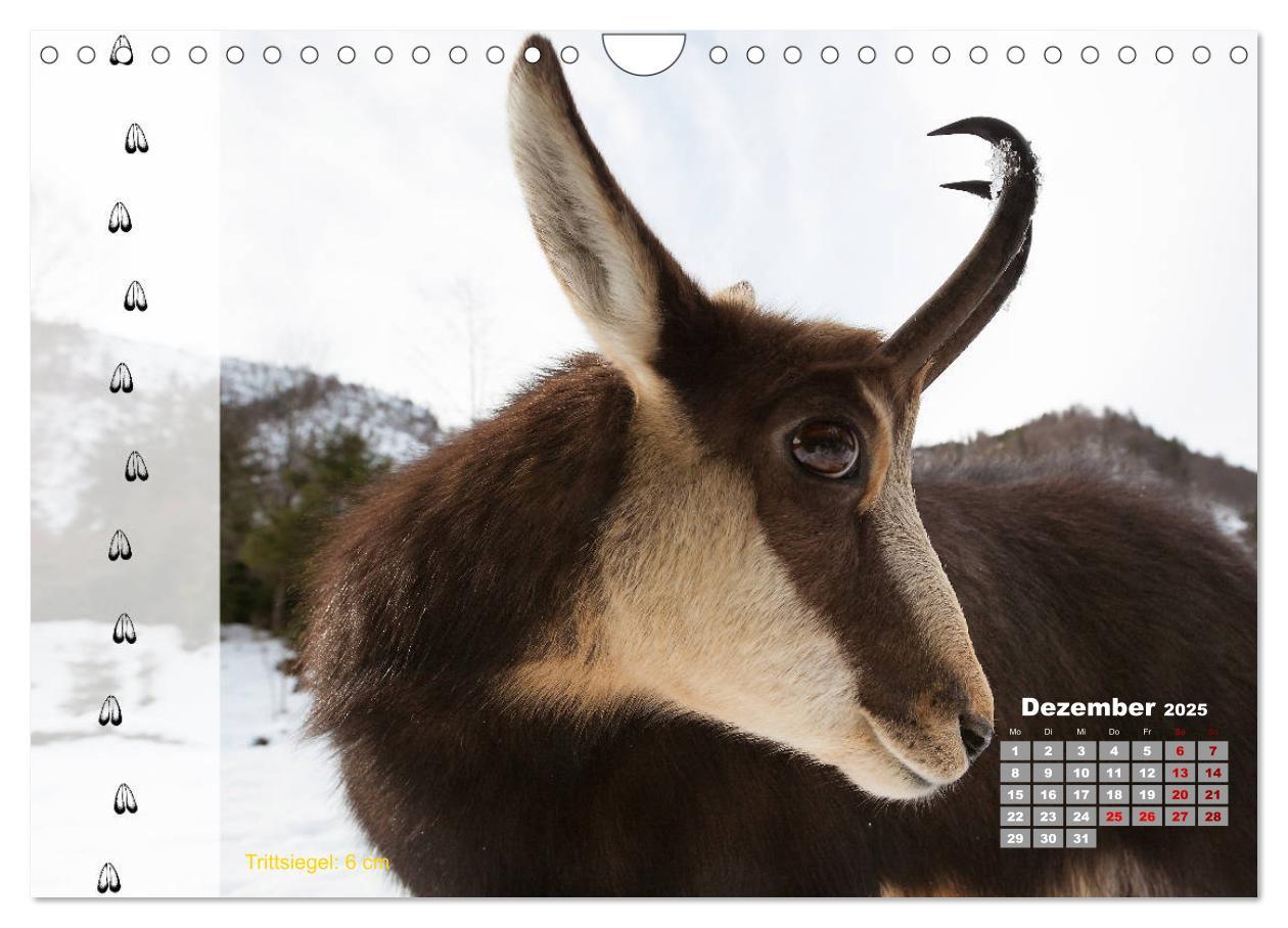 Bild: 9783435384198 | Tierspuren in der Natur (Wandkalender 2025 DIN A4 quer), CALVENDO...