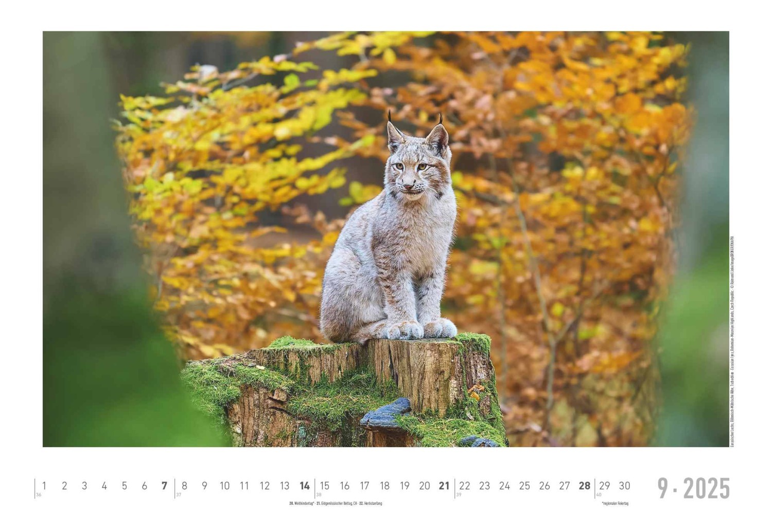 Bild: 4251732342197 | Alpha Edition - Lebensraum Wald 2025 Wandkalender, 49,5x33cm,...