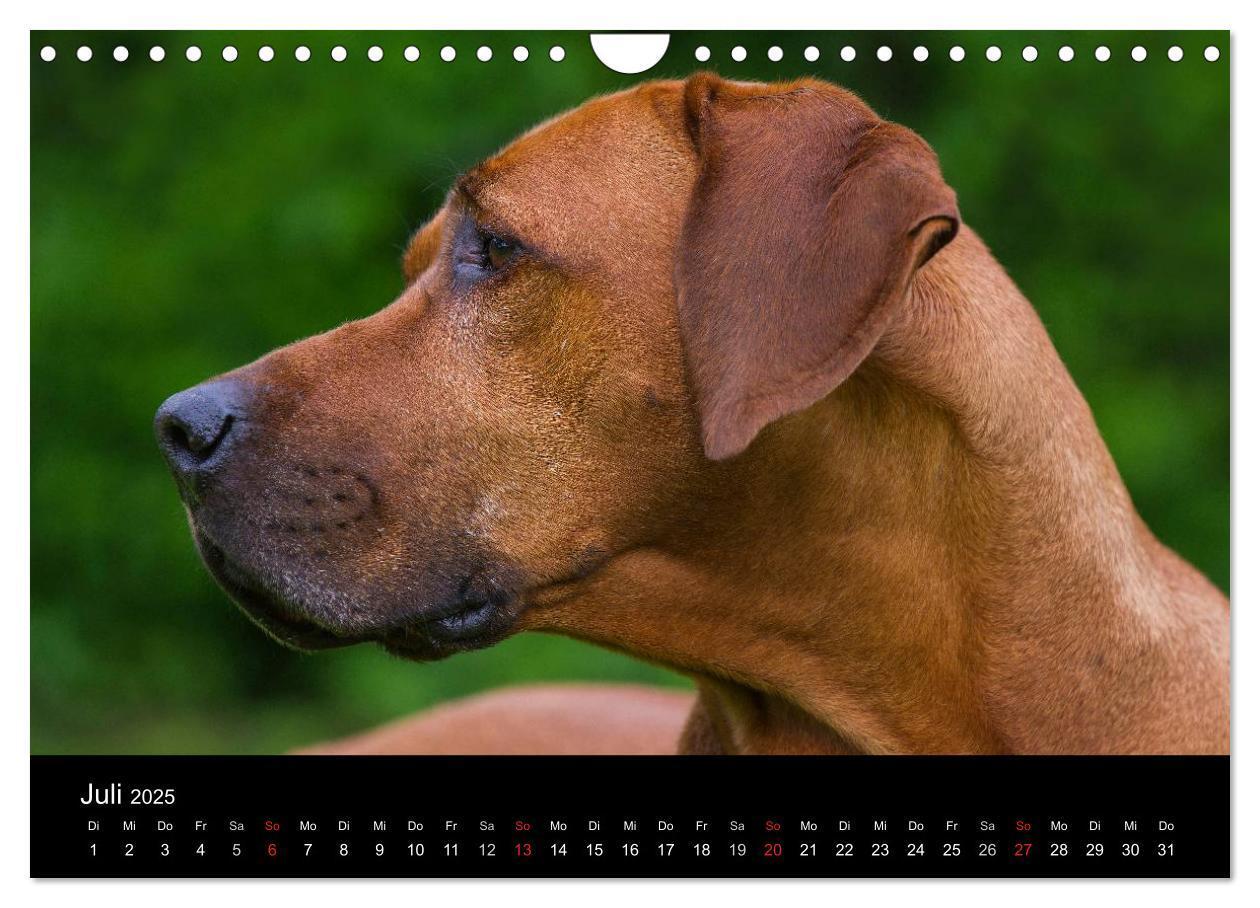 Bild: 9783435760107 | Rhodesian Ridgeback 2025 (Wandkalender 2025 DIN A4 quer), CALVENDO...