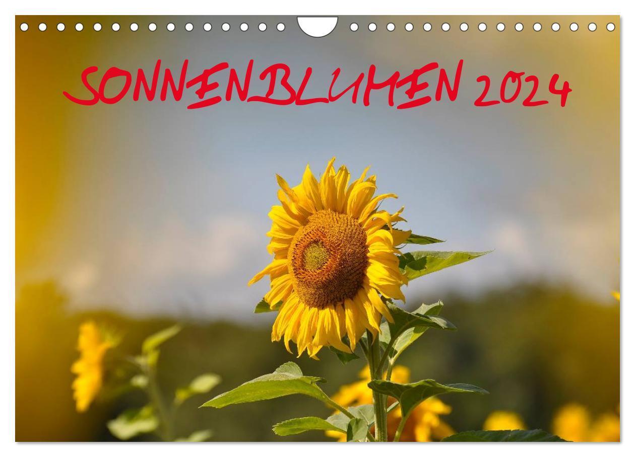 Cover: 9783675640122 | Sonnenblumen 2024 (Wandkalender 2024 DIN A4 quer), CALVENDO...