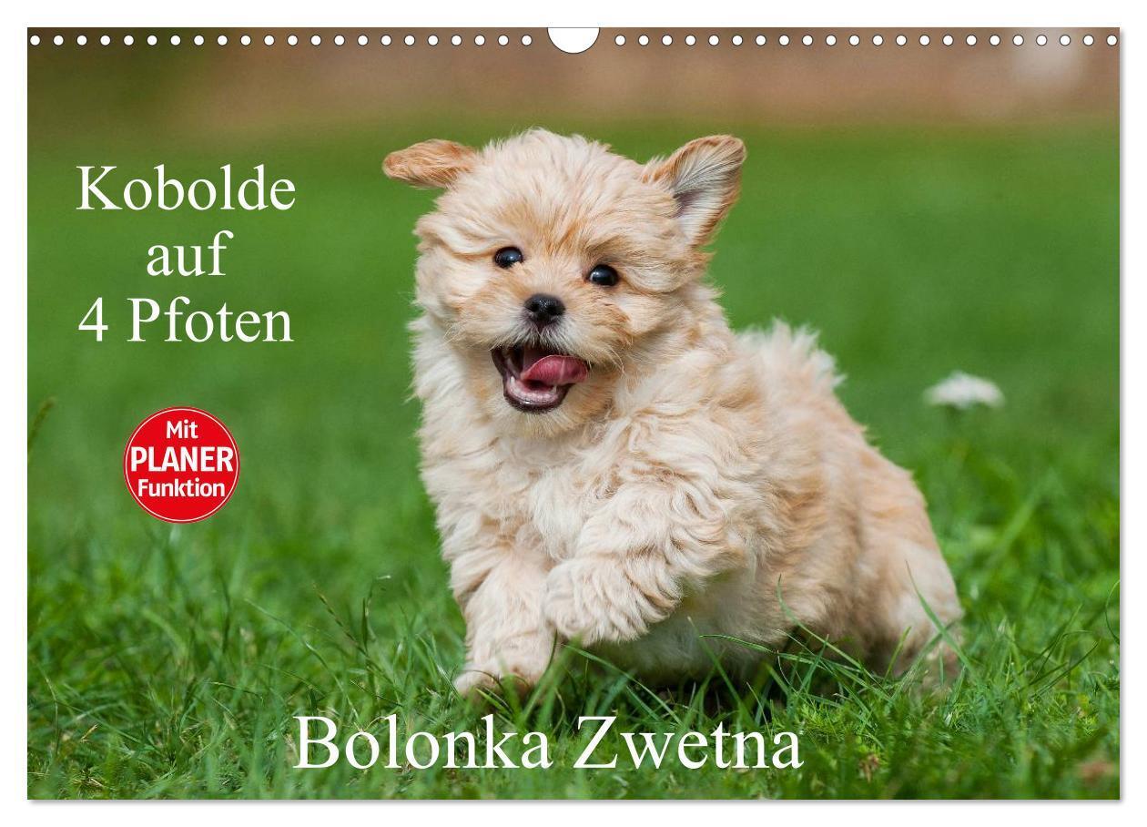 Cover: 9783435545469 | Kobolde auf 4 Pfoten - Bolonka Zwetna (Wandkalender 2025 DIN A3...